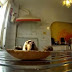 Câmera escondida flagra cãozinho roubando pão na cozinha