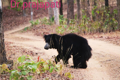 Barnawapara Abhyaran Chhattisgarh, Barnawapara wildlife sanctuary Chhattisgarh ( बारनवापारा अभ्यारण छत्तीसगढ़ )