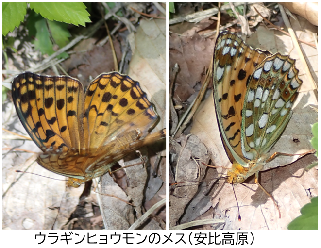 かず様専用。蝶標本 オオウラギンヒョウモン1P他全4点
