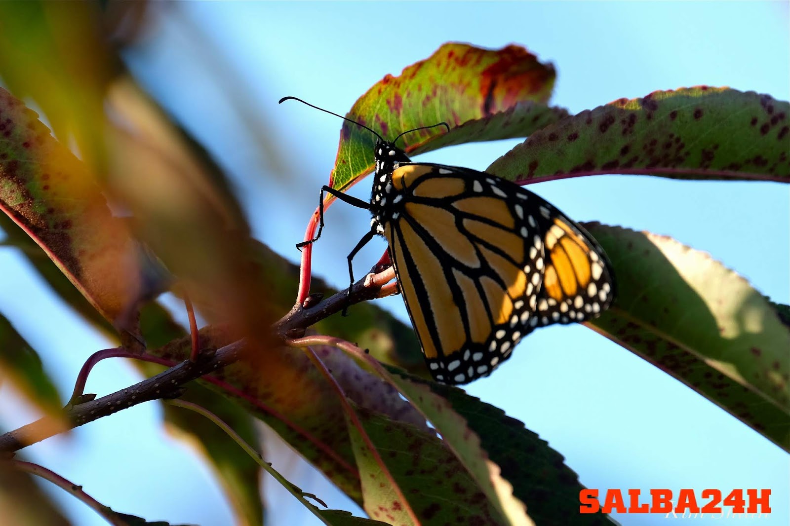 Where Do Butterflies Sleep? And Butterflies Really Sleep? Children's