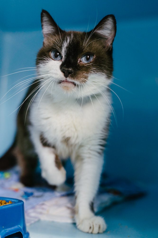 PETstock donation helps AWLQ purchase vital veterinary equipment