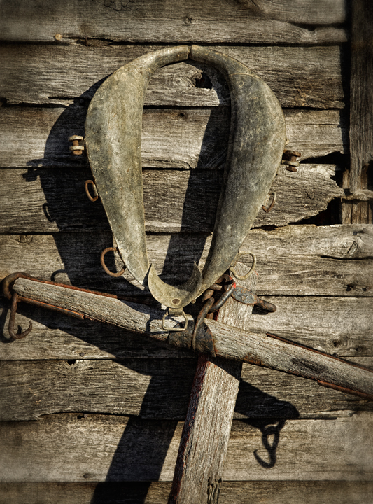 Dan Routh Photography Horse Harness
