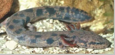 Neuse River Waterdog (Necturus lewisi) - berbagaireviews.com