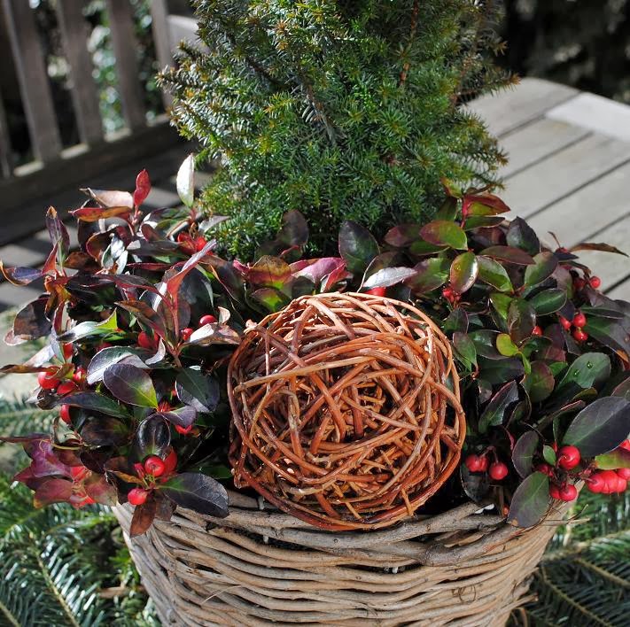 GartendekoBlog Weidendeko Welche Weide ist