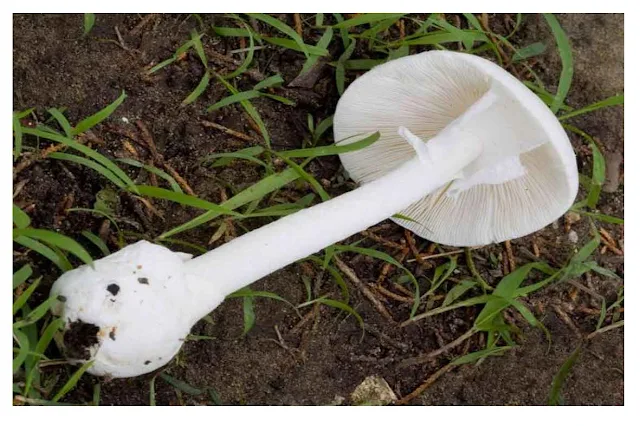 Destroying Angel