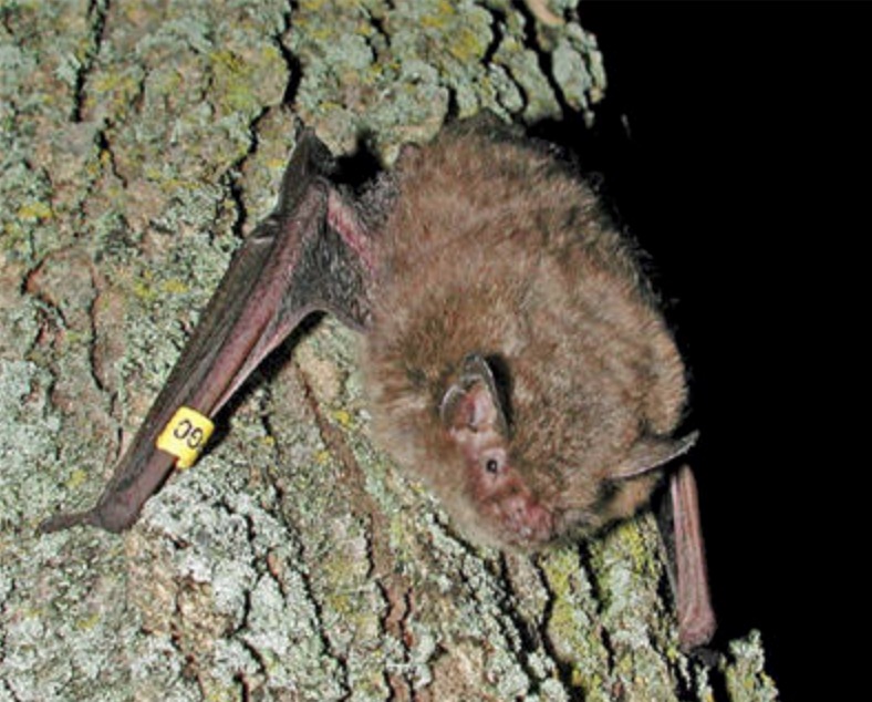 PA Environment Digest Blog U.S. Fish & Wildlife Service, Game