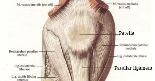 Science & Medicine: Articularis Genus Muscle