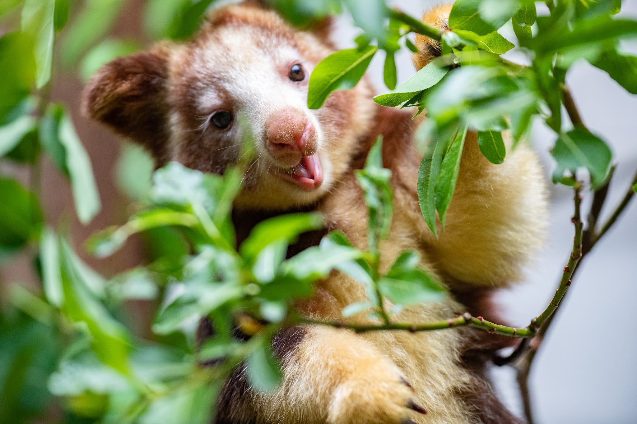 Celebrate Tree Kangaroo Awareness Day with new photos of joey Havam!