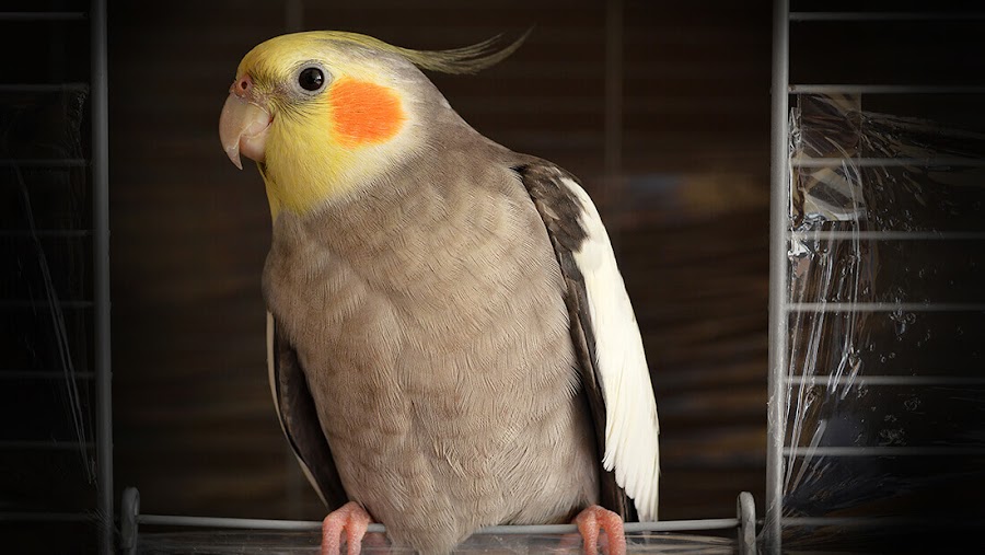 Perros, gatos, y aves en general son mascotas energía Yang