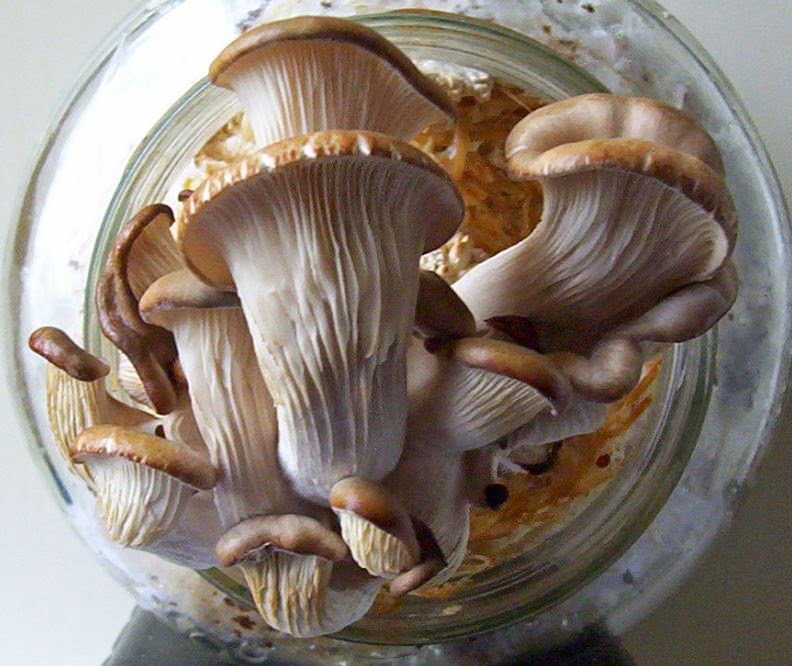 Grow your own mushrooms Oyster mushrooms on coffee groundsLittle experiment
