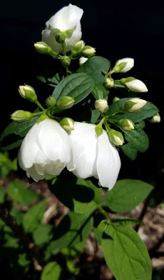 Future Plants By Randy Stewart Philadelphus Mock Orange