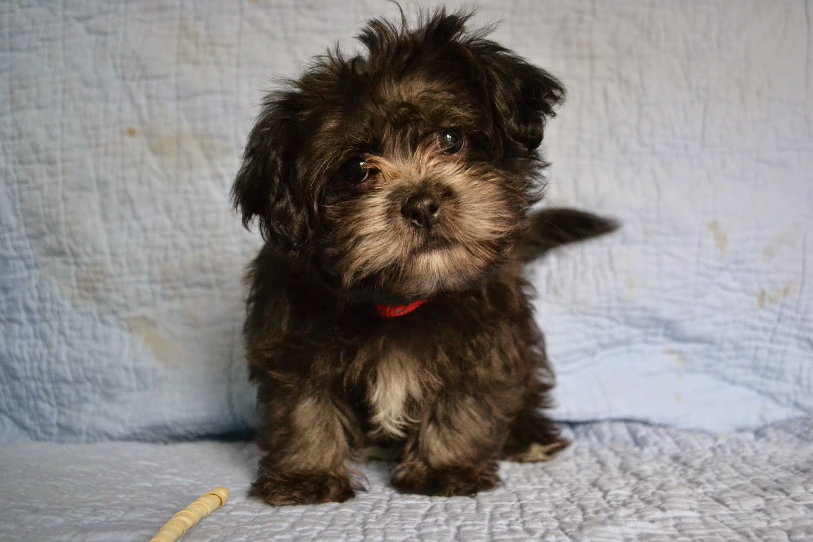 My box of chocolates The fur kids