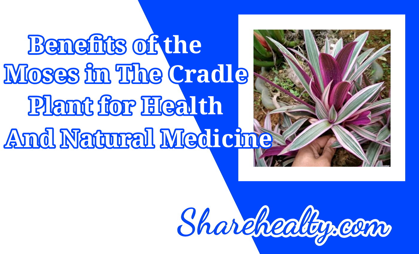 9 Benefits of the Moses in The Cradle Plant for Health and Natural