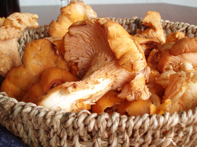 Pass to the Left Chanterelle Mushrooms with Cream