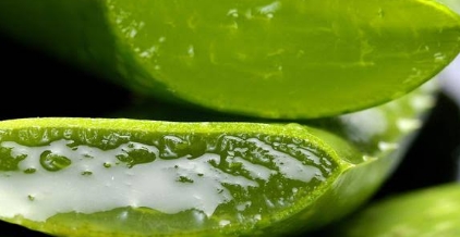 Lidah Buaya Luka Bakar Lidah Buaya Luka Bakar