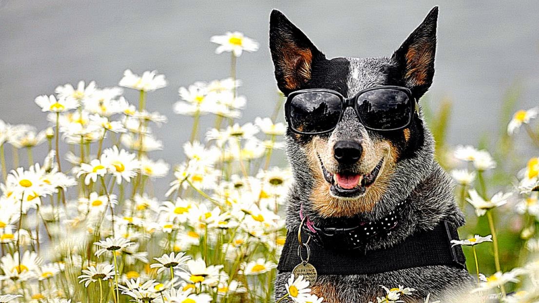 Funny Dog Wearing Glasses