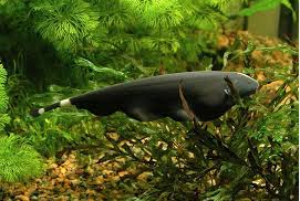 blackghost Ikan Hias Air Tawar Yang Bisa Dicampur Pada Satu Akuarium