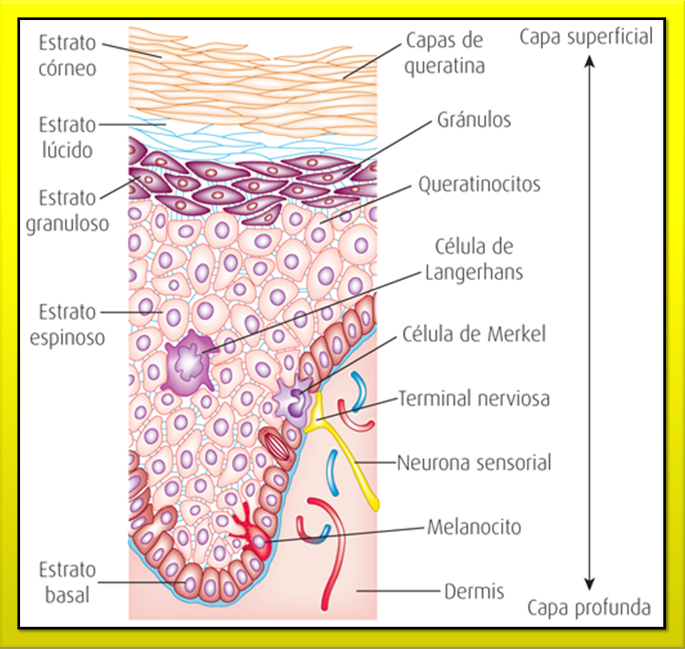Capas de la Piel Biopsicosalud
