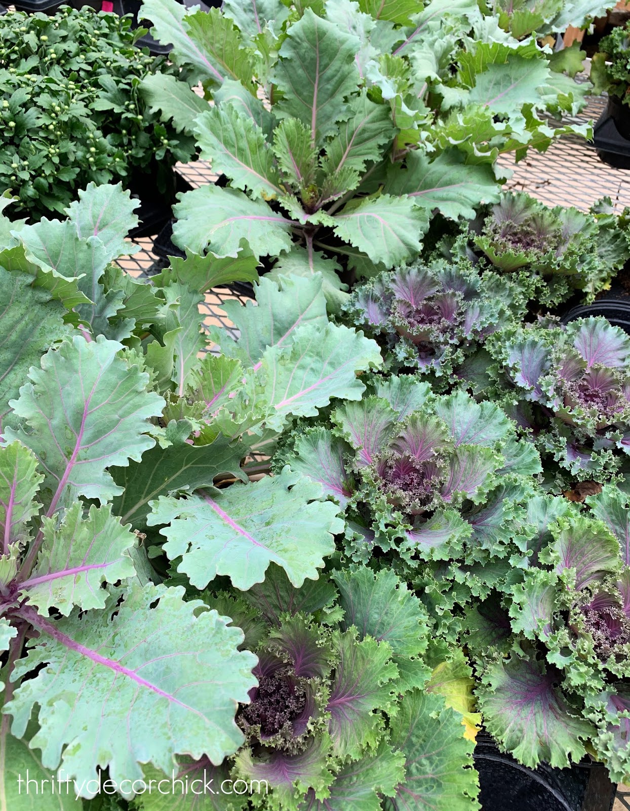 Green and purple kale for fall planters