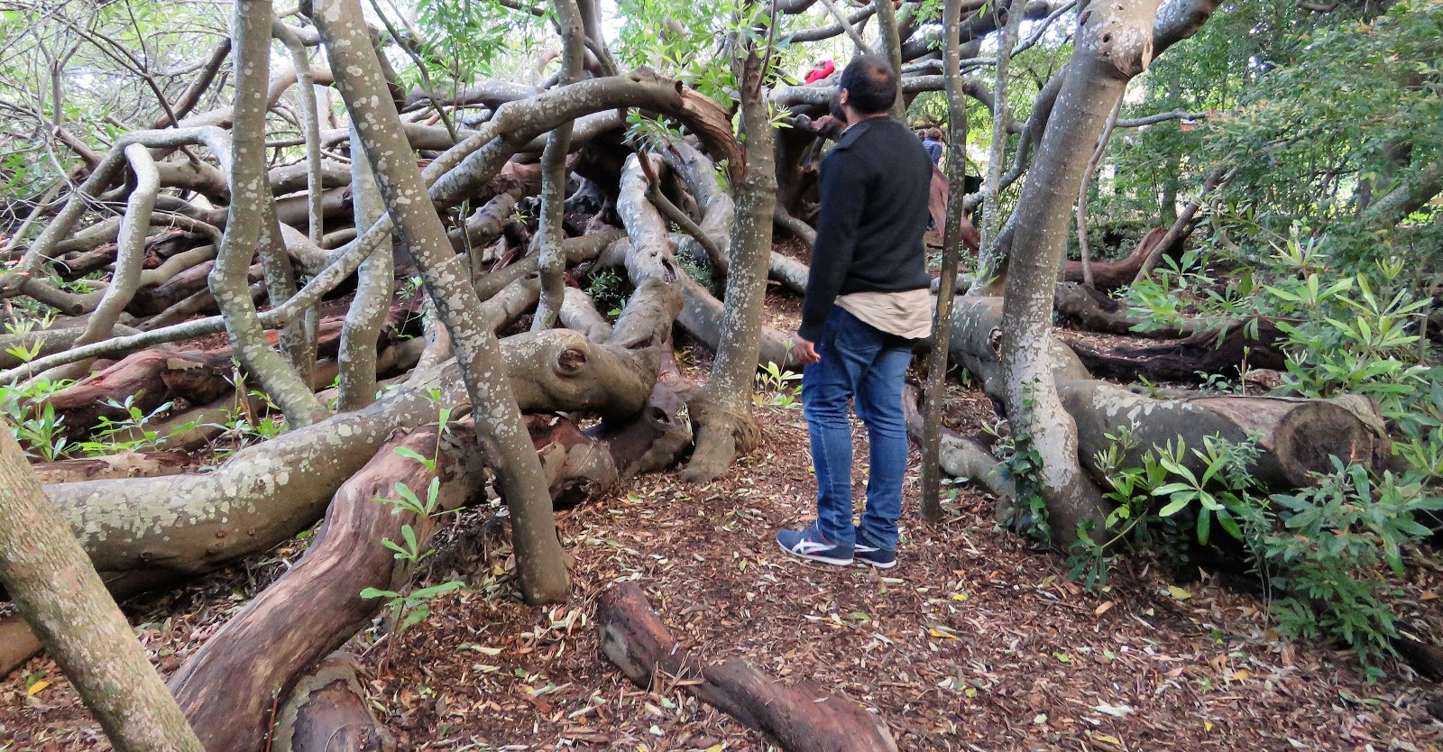 South African border wall of Wild Almond