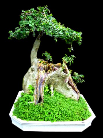 Kebun Bonsai Selorejo: Aneka Bonsai Serut Indah