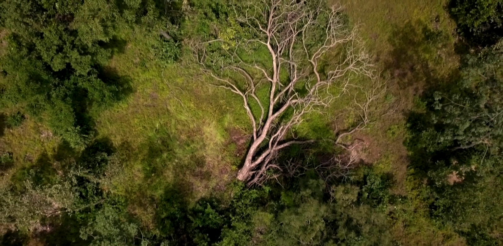Asadal BBC Our World The Trees that Bleed (2020)