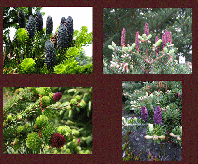 ABIES KOREANA 