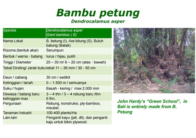 Jenis dan ciri tumbuhan Bambu serta Manfaatnya Jenisajatitik