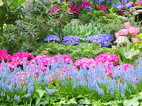 Muscari armeniacum Allan Gardens Conservatory Spring Flower Show 2014 by garden muses-not another Toronto gardening blog