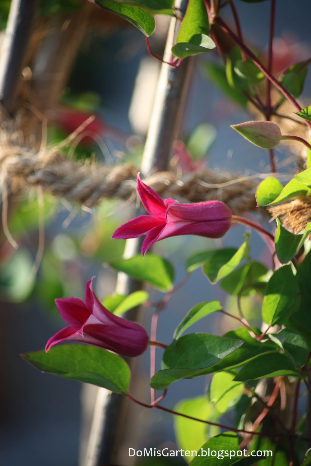 Clematis|Princess Diana