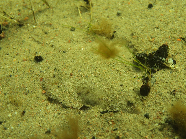 Hiekkapohjalla kampelan (litteä kala) ääriviivat juuri ja juuri hiekan alla