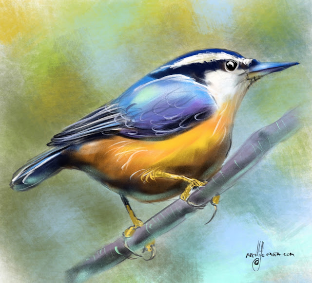 Red-breasted Nuthatch bird painting by Artmagenta