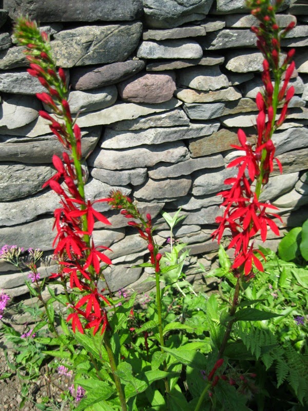 Plants and Stones: Cardinal Flower From Seed