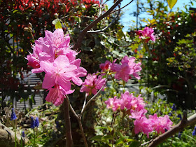 ドドナエアの見える窓 吉野つつじ