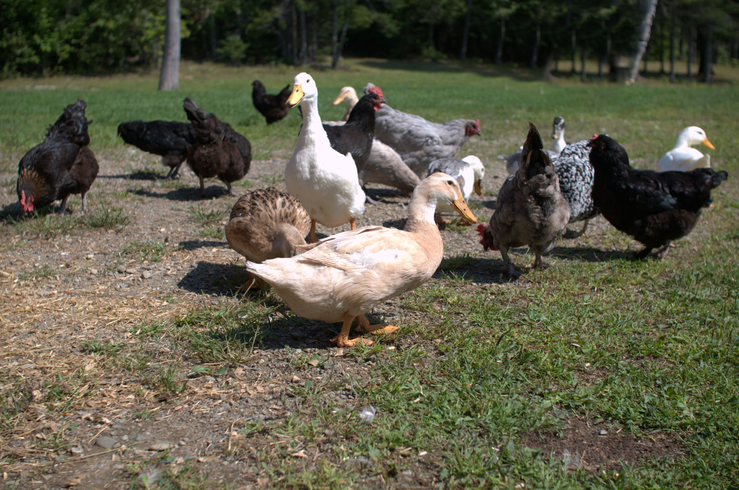 Adding Ducks to your Backyard Chicken Flock Fresh Eggs Daily®