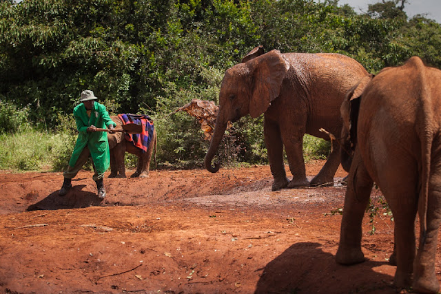 Центр реабилитации слонов, приют Дэвида Шелдрика