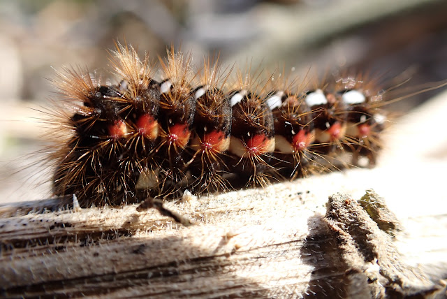 Knotgrass caterpillar