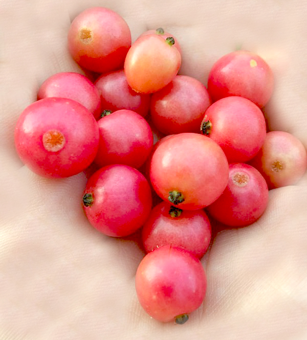Fruits In The World Fruits Name Starts With The Letter J