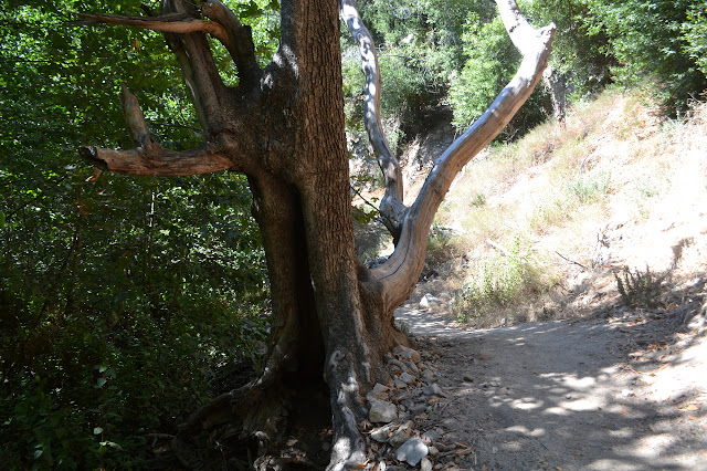 mostly dead tree