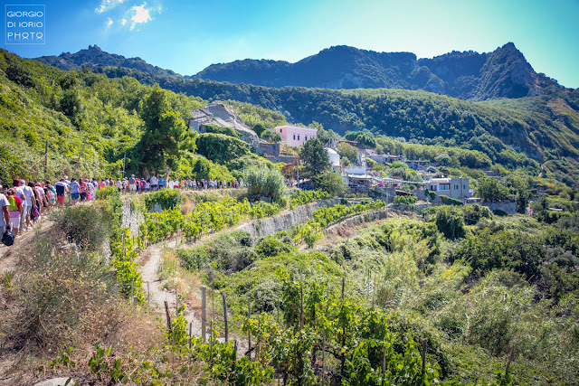 Santa Maria al Monte, Pellegrinaggio a Santa Maria al Monte, Chiesa di Santa Maria al Monte, Isola d' Ischia, foto Ischia, Antiche tradizioni dell' Isola d' Ischia, Forio