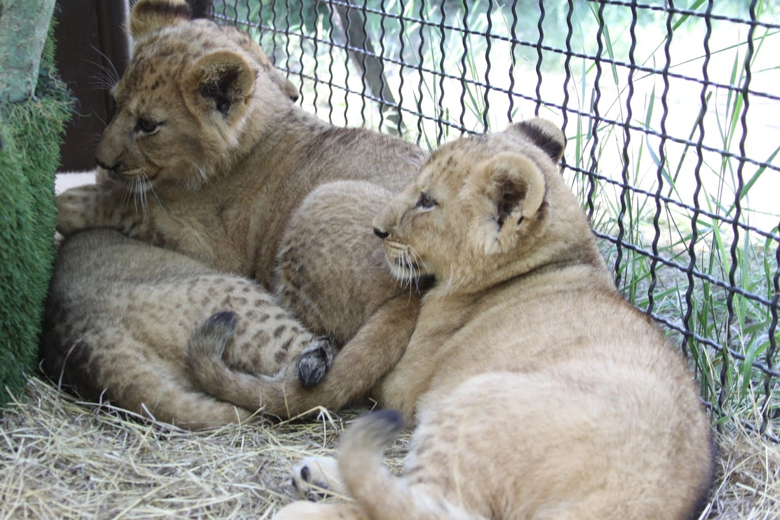 тайган сафари парк в крыму белые львы. крымский зоопарк тайган. парк львов тайган львята и тигрята. тайган львята в крыму. парк львов тайган фото львят.