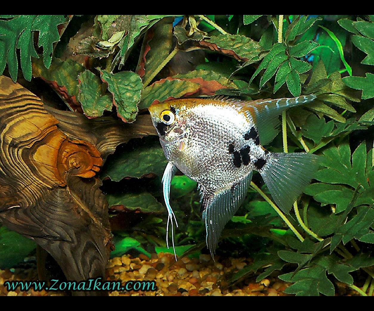 аквариумные рыбки таганрог. аквариумные рыбки таганрог. таганрог аквариум магазин. дискусы и неоны. псевдомугил люминатус.