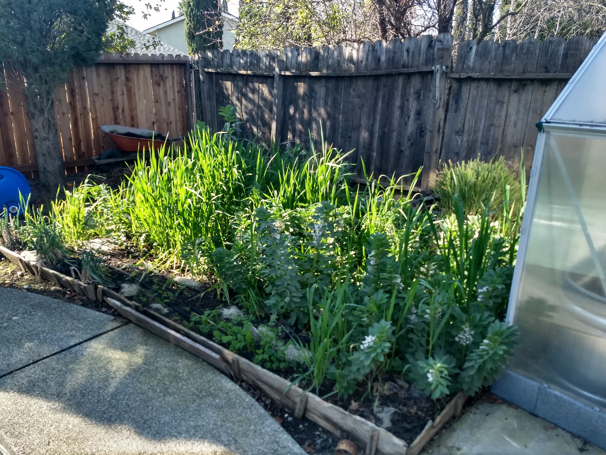 The Scientific Gardener Growing Oats as a Cover Crop