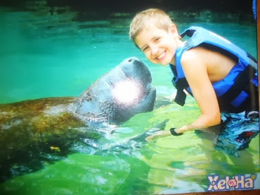 Swimming with the manatees