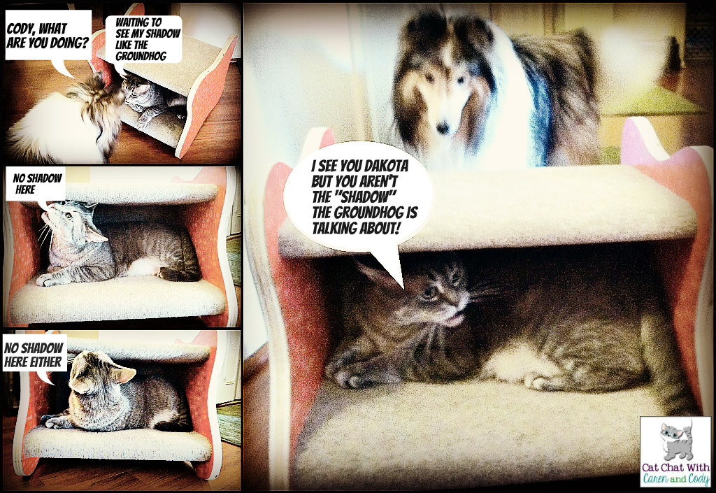 Cat Chat With Caren And Cody Groundhog Day Laughs