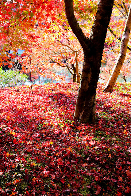 19 紅葉の京都 二 毘沙門堂と永観堂紅葉見頃