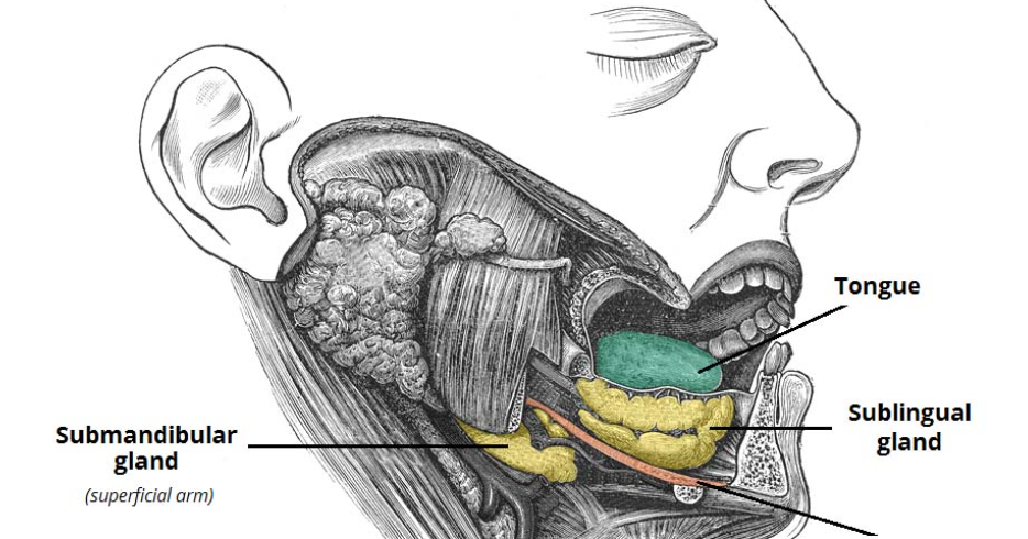 Head and Neck Anatomy: Sublingual Salivary Gland