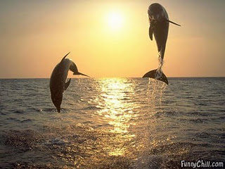 funny sunset photography images. ~ Funny Picture