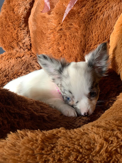 Chihuahua Pied Merle