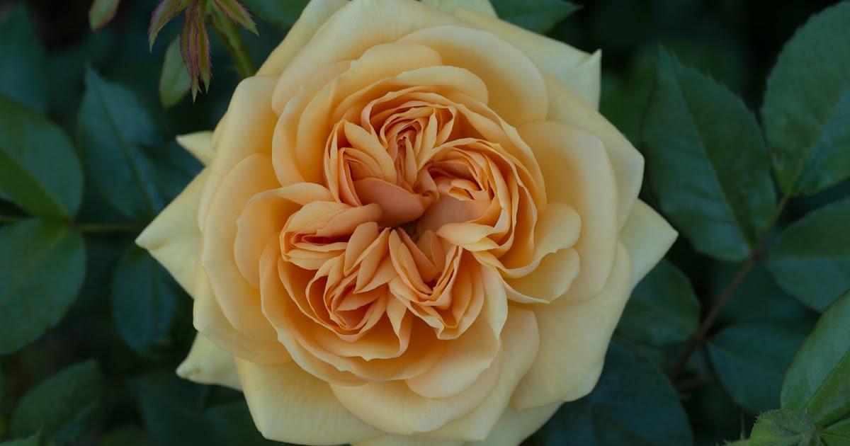 DESERT ROSE RAMBLINGS Rose Spotlight South Africa Grandiflora Rose